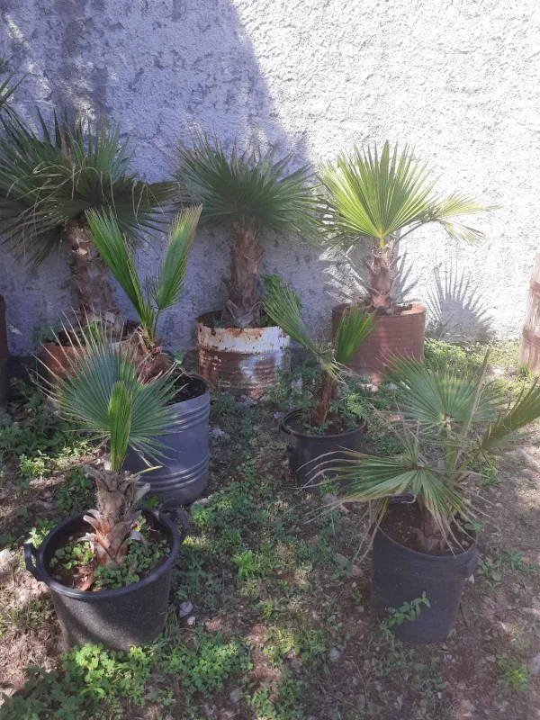 PALME