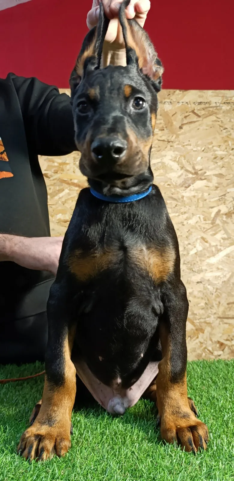 Štenci dobermana 