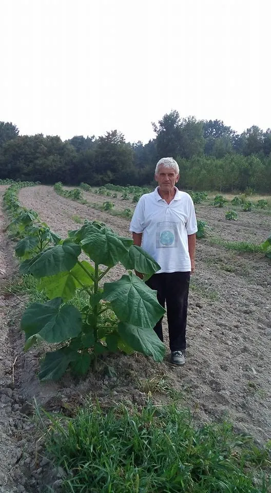 Paulovnija vreme je setve za jesenju sadnju