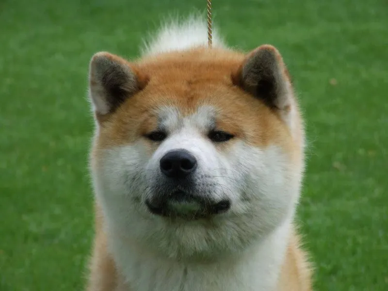 Akita inu stenci odlicnog porekla!! 