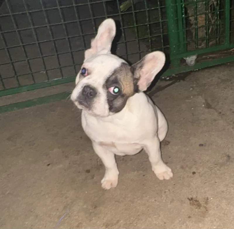 Francuski buldog
