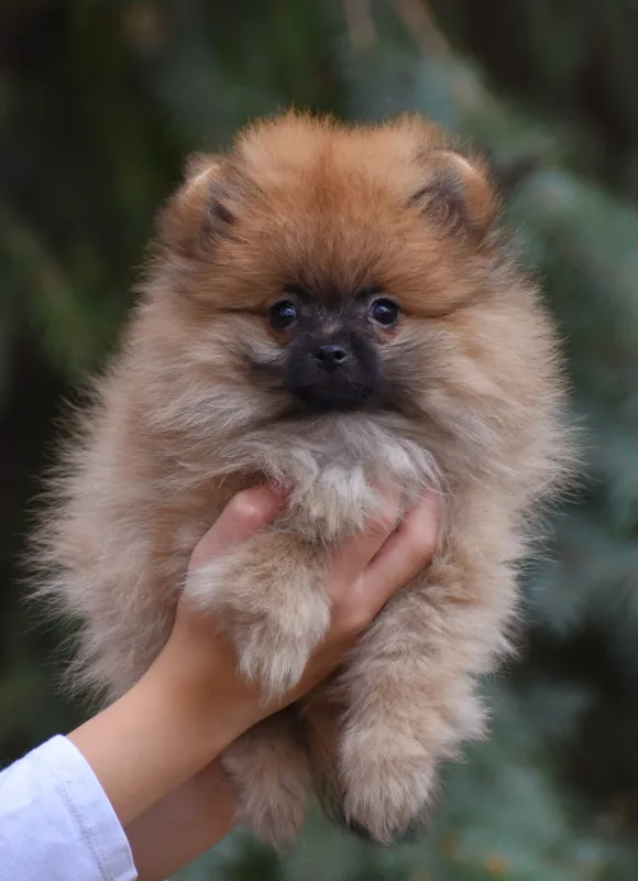 Pomeranac - Nemački Patuljasti Špic