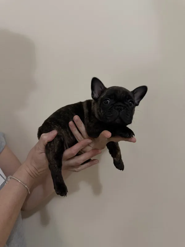 Francuski buldog