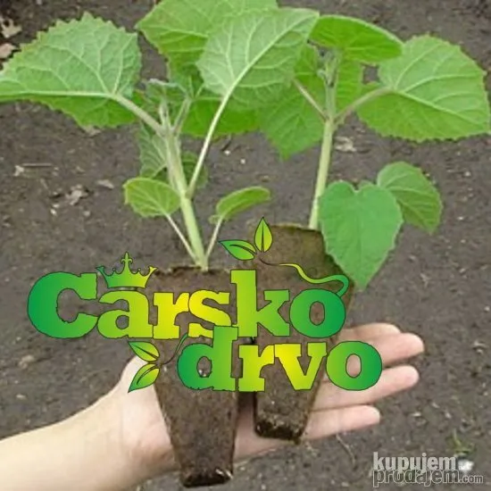 Paulovnia seme GARANCIJA dipl.ing Sumars