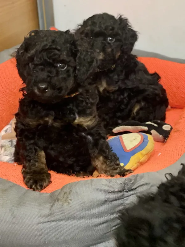  Toy Pudle Black & Tan Pedigree
