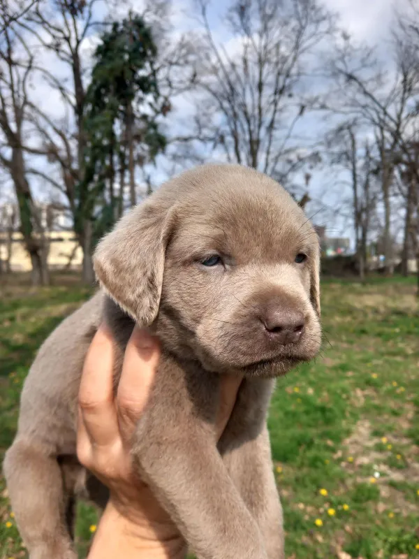 Silver labradori
