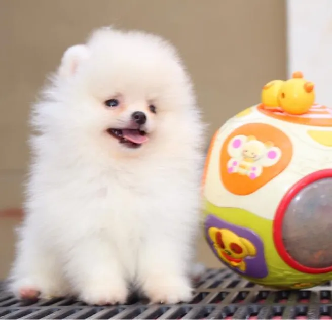Pomeranski spic BOO