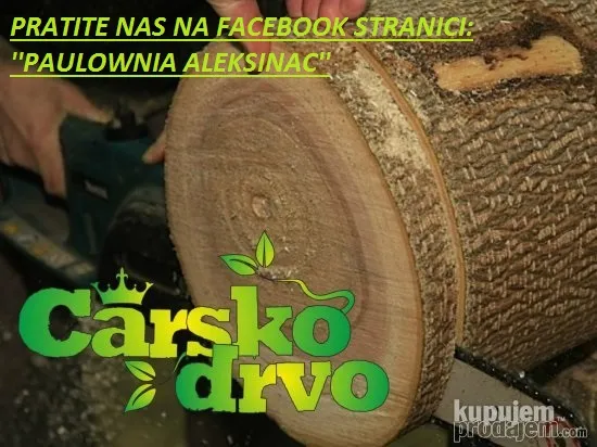 Paulovnia sveze seme - GARANCIJA za seme