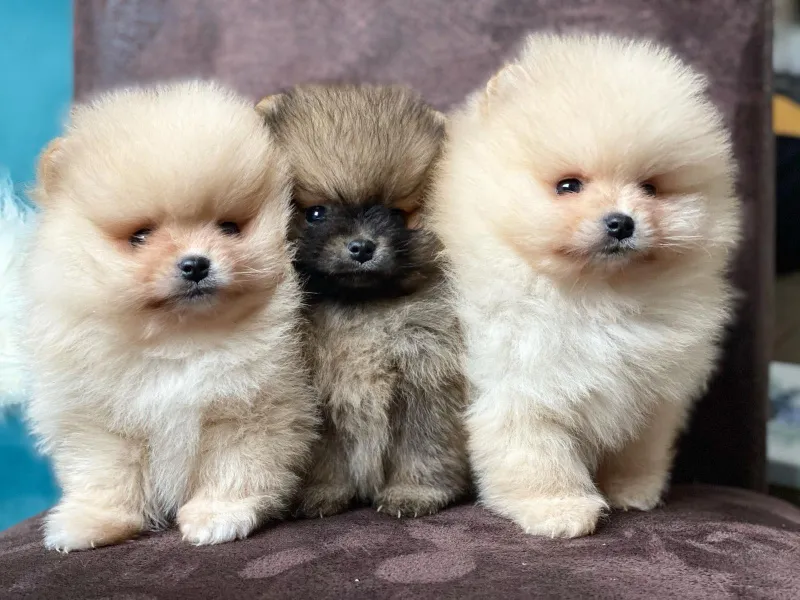 Dostupni prelepi štenci pomeranaca