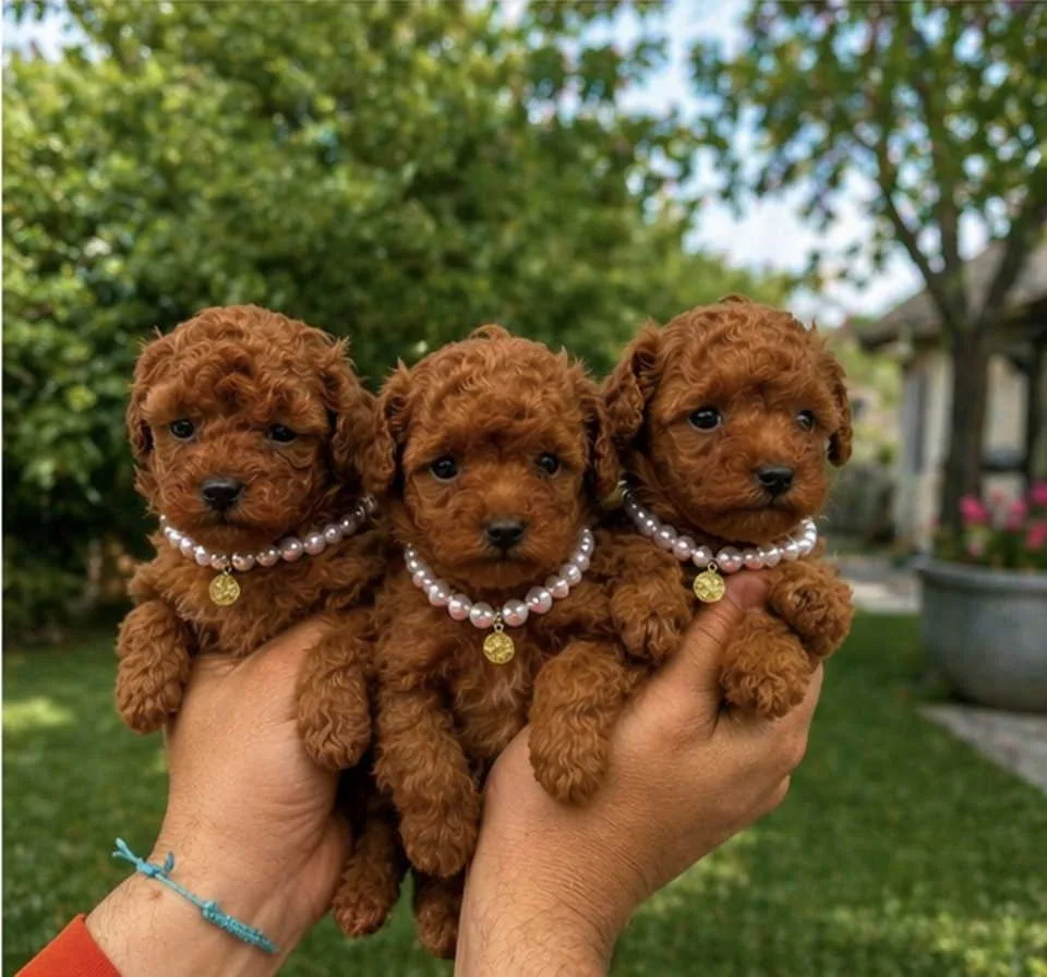 Teacup pudle