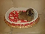 Slika 3