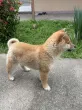 Slika 1