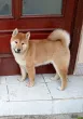 Slika 4