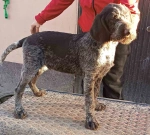 Slika 1