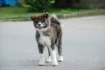 Slika 1