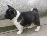 Slika 1