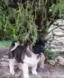 Slika 2