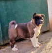Slika 4
