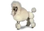 Slika 1