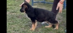 Slika 1