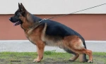 Slika 5