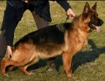 Slika 6
