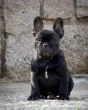 Slika 6