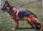 Slika 5