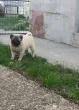 Slika 4