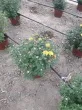 Slika 5