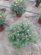 Slika 6