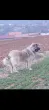 Slika 6