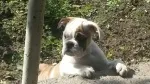 Slika 1