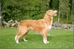 Slika 1