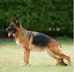 Slika 1