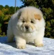 Slika 1