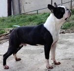 Slika 1