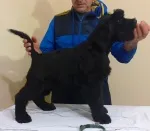 Slika 1