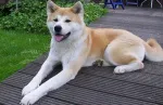 Slika 1