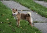 Slika 1