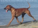 Slika 6