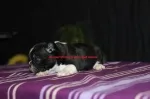 Slika 2