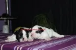 Slika 3