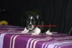 Slika 4