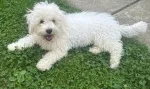 Slika 1