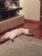 Slika 3