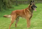 Slika 1
