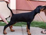 Slika 1