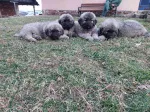Slika 1
