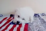 Slika 1